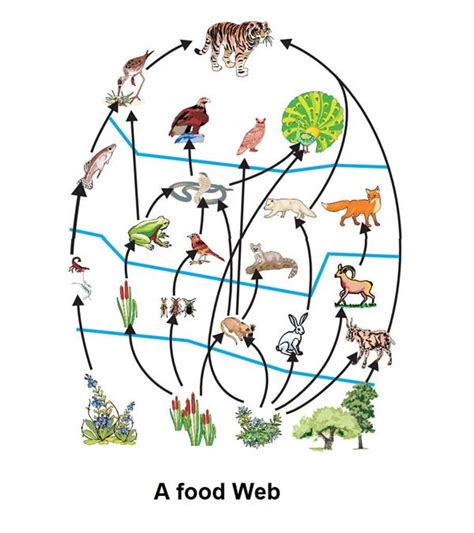 Food Web Diagram Template