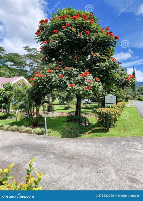 Panama Boquete Guayacán En Un Jardín Foto editorial Imagen de america