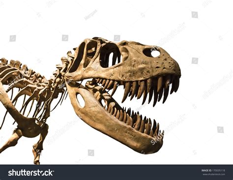 Tyrannosaurus Rex Skeleton Stock Photo 170035118 | Shutterstock