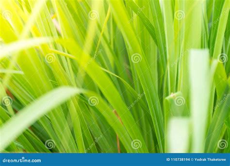 Cymbopogon Citratus Roots Indian Lemon Grass Root Sereh Or Serai Plant Stock Image