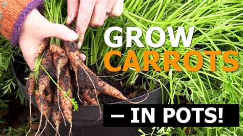 Growing Carrots In Containers And Pots My Favorite Method YouTube