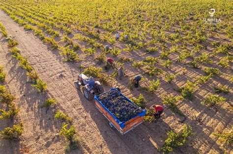 AnÁlisis De La Vendimia 2023 En La Dop Jumilla Jumilla Wine