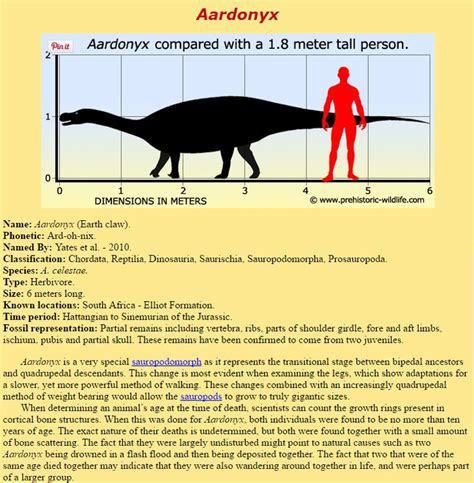 Aardonyx | Reptilia, Herbivore, Species