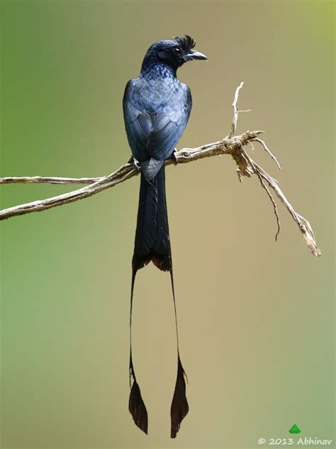 Greater Racket Tailed Drongo Alchetron The Free Social Encyclopedia