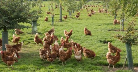 New Report Highlights Global Move To Cage Free Egg Production Poultry