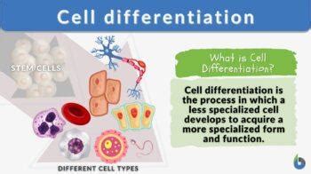 Cell Differentiation Definition And Examples Biology Online Dictionary