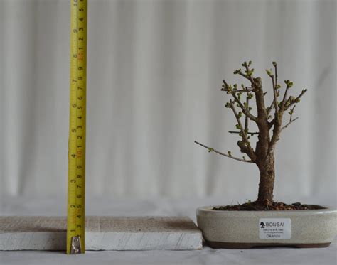 Bonsai Cerejeira Sakura Bonsai Arte Viva