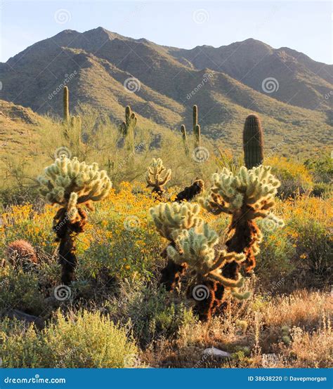 Springtime Morning Scene In The Sonoran Desert Stock Photo Image Of