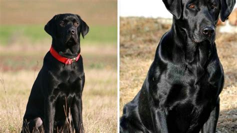 Caracter Sticas De Los Perros Guardianes Para Proteger A Mi Familia