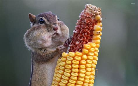 Chipmunk eating corn wallpaper - Animal wallpapers - #29448