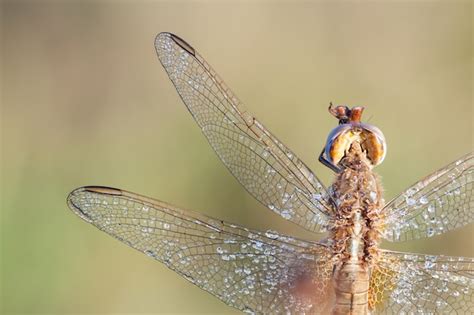 Premium Photo | Dragonfly in close up