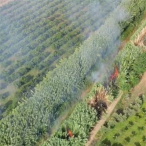 Appicca Il Fuoco In Un Canneto A Curinga E Viene Beccato Dai Droni