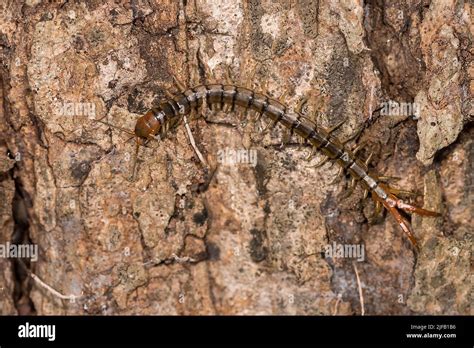 Large Centiped About 7 Cm Long Probably Scolopendra Subspinipes