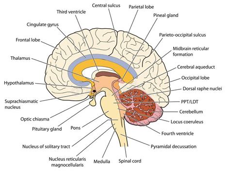 Color Coded Brain Diagram Cross Section