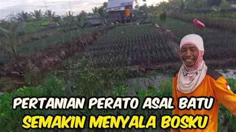 BUKTI PETANI KERAS PAK SUDIWANI SEKARANG LAHAN SUDAH DI TANAMI DAUN