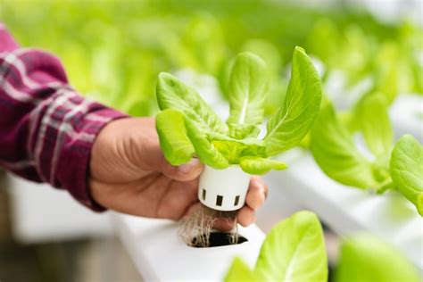 How To Start A Hydroponic Garden Steps Tips And Faqs