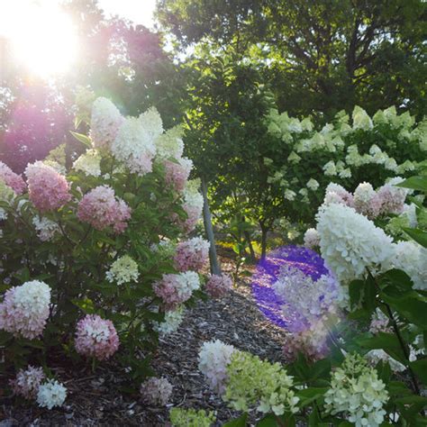 Zinfin Doll® Panicle Hydrangea Hydrangea Paniculata Proven Winners