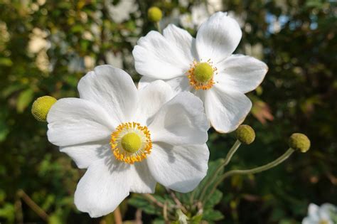 Fleurs Pétales Bourgeons Photo gratuite sur Pixabay Pixabay