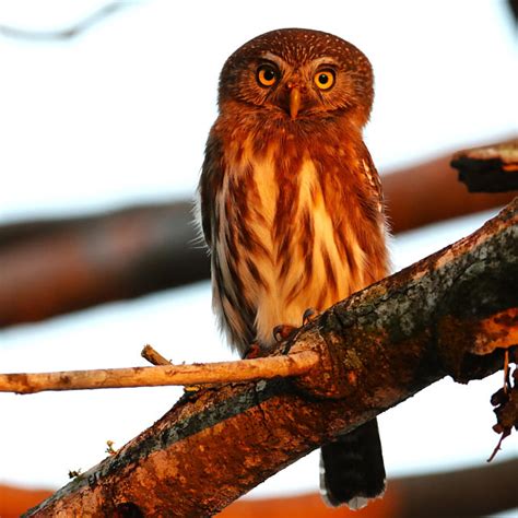 Foto Cabur Glaucidium Brasilianum Por Helio Pereira Wiki Aves A