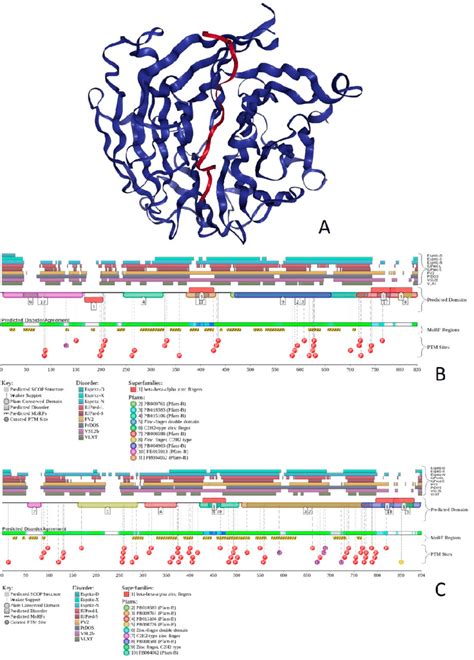 Structure Intrinsic Disorder And Functionality Of Human Bcl11a And