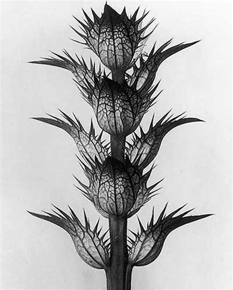 Karl Blossfeldt And His Artistic Representation Of Nature Inspiring