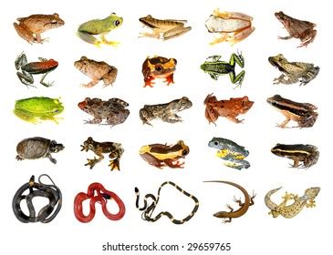 Collection Reptiles Amphibians Amazon Rainforest Stock Photo 29659765 ...