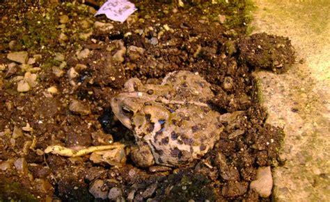 Plant Zone Burrowing Toads