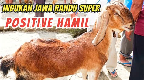 Update Harga Kambing Hari Ini Di Pasar Hewan Lodoyo Blitar Jum At