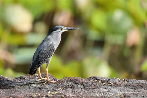 Striated Heron Singapore Geographic