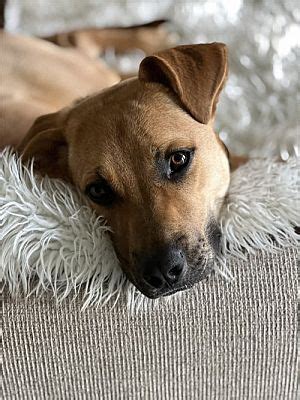 Warrenton Mo Terrier Unknown Type Medium Black Mouth Cur Meet