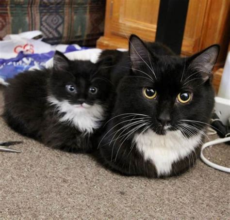 10 Kitties Show Us The Way Of The Loaf Love Meow