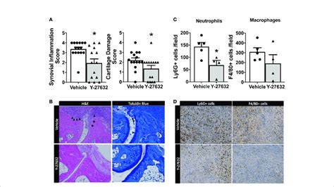 Decreased Synovial Inflammation And Cartilage Damage In Arthritic Mice