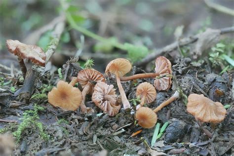 Laccaria Ohiensis Laccaria Ohiensis Picture Mushroom