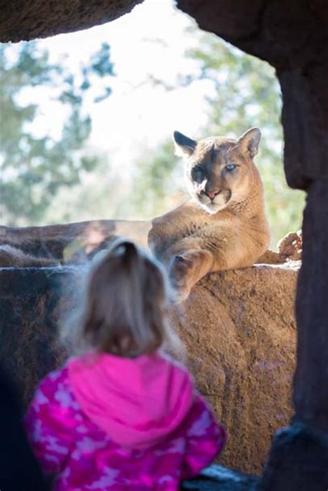 Arizona-Sonora Desert Museum – Wild Animals in Tucson AZ