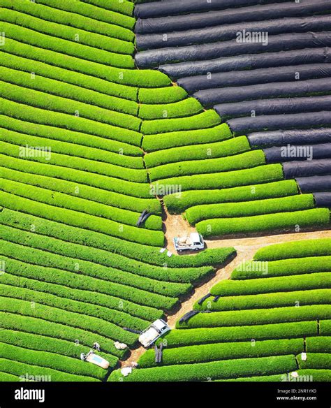 aerial photo shows  tea plantation   time  picking  tea