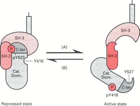 Schemaftc Diagram Representing The Regulation Of Src Conformation And