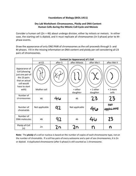 Foundations Of Biology Lab Worksheet 2 Foundations Of Biology BIOL