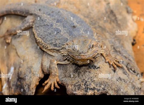 The Eastern Bearded Dragon Lizard Also Known As Common Bearded Dragon