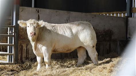 Online Charolais Sale Lot 1 Harestone Primula Youtube