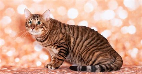 10 Domestic Cats That Look Like Tigers Cheetahs And Leopards