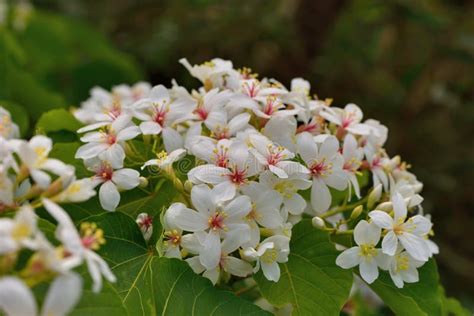 Tung tree flowers stock image. Image of garden, backgroundn - 182528611