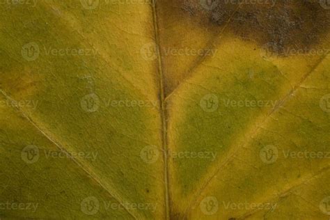 fall leaf background 23411061 Stock Photo at Vecteezy