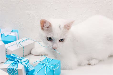 Las Cajas De Regalo Azules Y Blancas Atadas Con Una Cinta Abeto