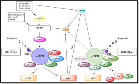 New Perspectives On Mtor Inhibitors Rapamycin Rapalogs And Torkinibs