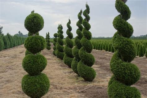 Thuja Occidentalis Garden Inspiration Topiary