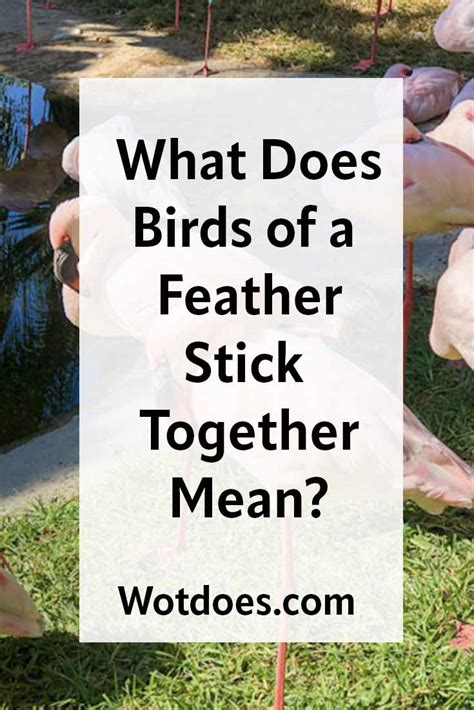 What Birds of a Feather Stick Together Mean? - Wot Does...