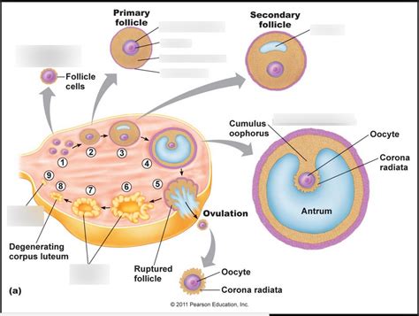 Diagram Of Female Reproduction 1 Quizlet