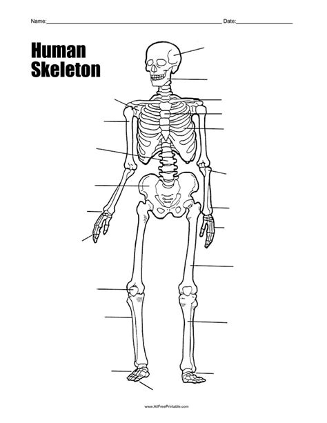 Skeleton Diagram Label Diagram | Quizlet