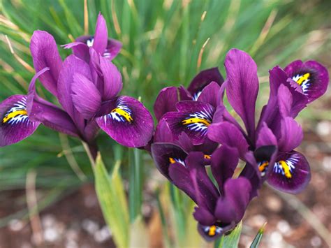 Download Caption A Close Up Image Of The Elegant Iris Reticulata