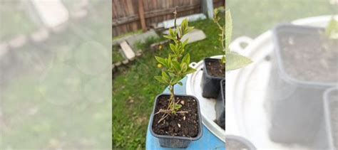 Гортензия метельчатая, укорененные черенки купить в Москве | Товары для ...